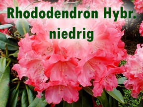 Rhododendron Hybriden niedrig